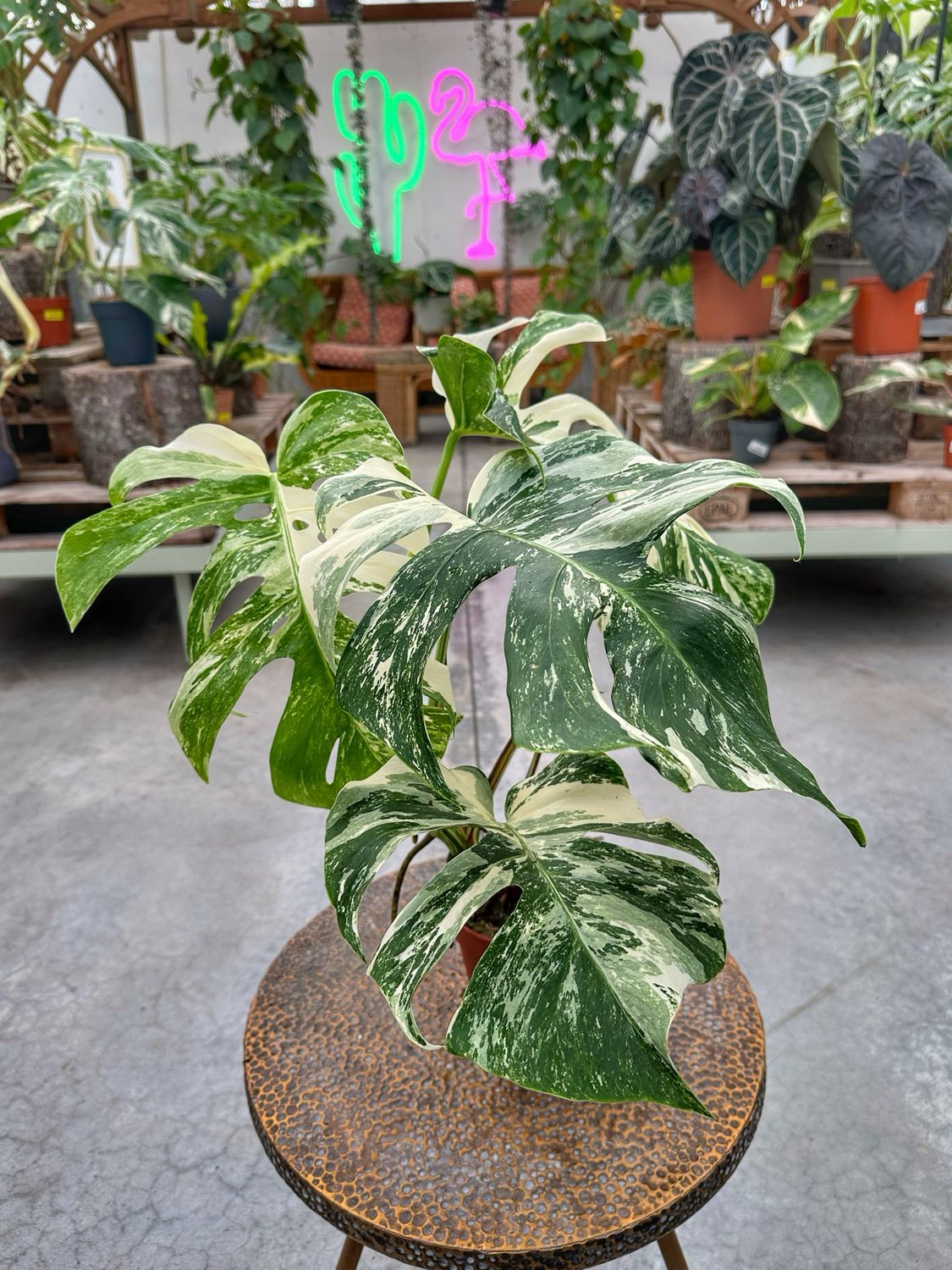 Monstera albo extra variegata vado cm 15
