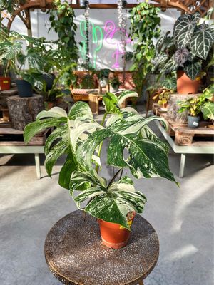 Monstera albo extra variegata vaso cm 15