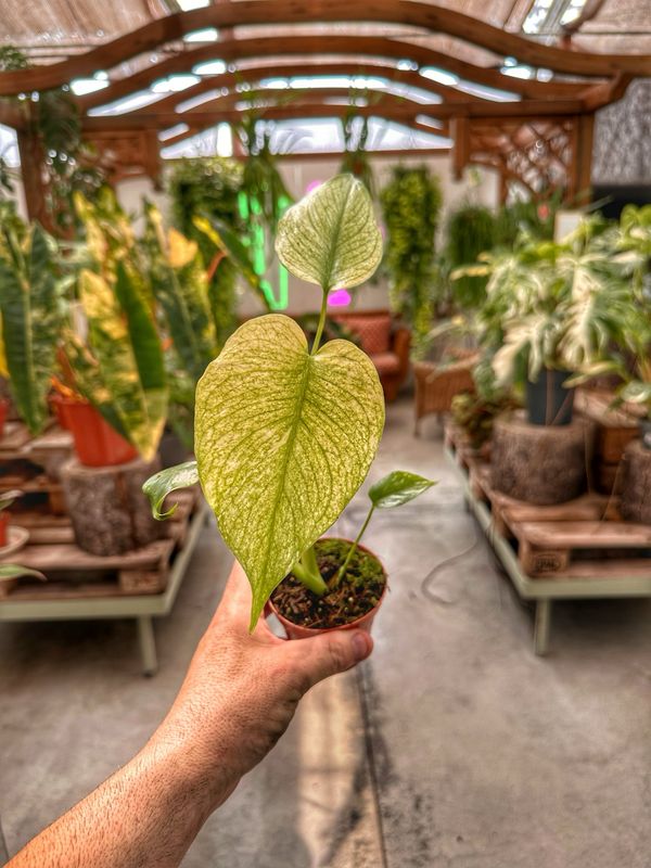 Monstera deliciosa mint vaso cm 8