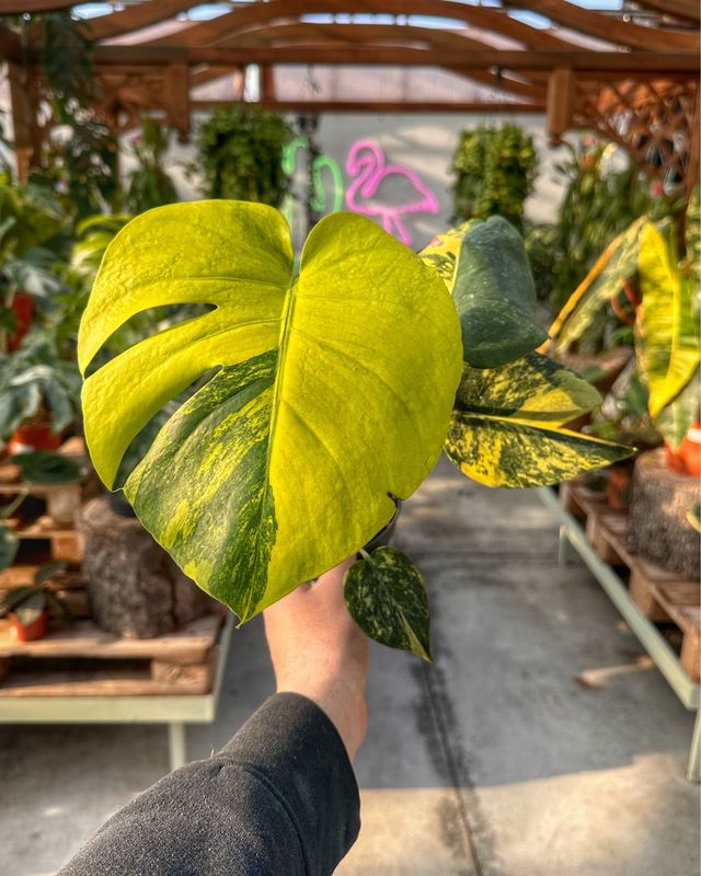 Monstera aureovariegata vaso cm 11