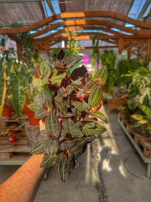 Ludisia discolor vaso cm 12