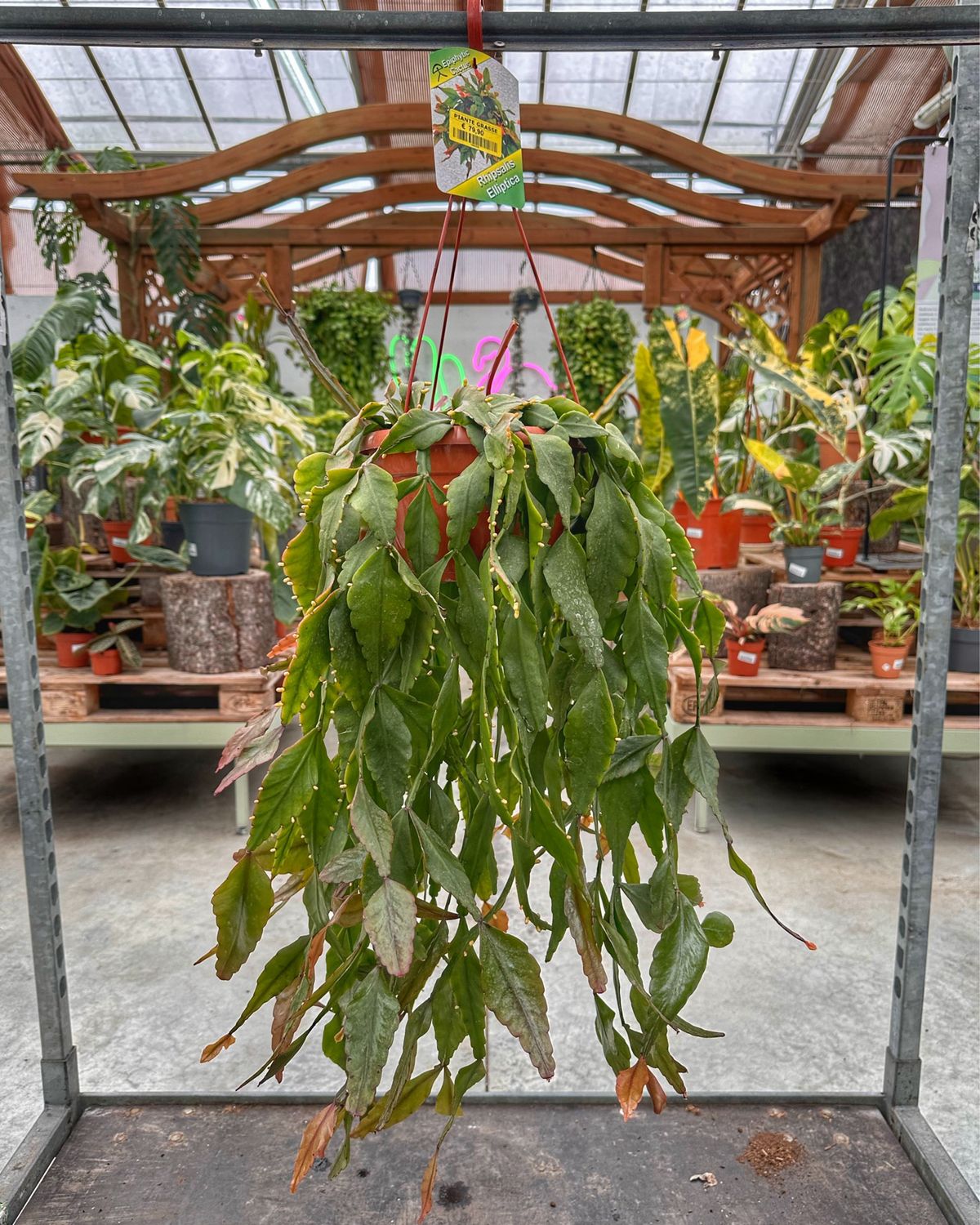 Rhipsalis elliptica vaso cm 20