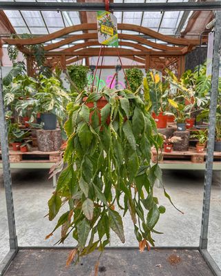 Rhipsalis elliptica vaso cm 20