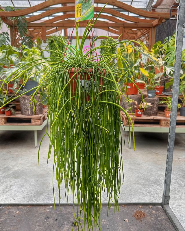 Rhipsalis shaferii vaso cm 20