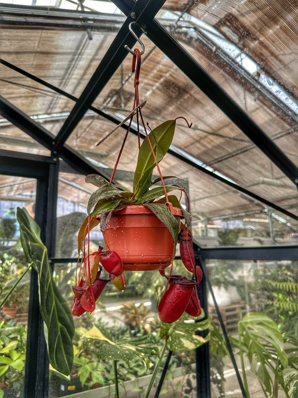 Nepenthes dark secret vaso cm 14