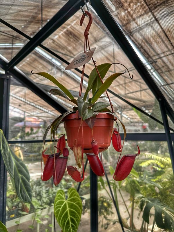 Nepenthes bloody mary vaso cm 14