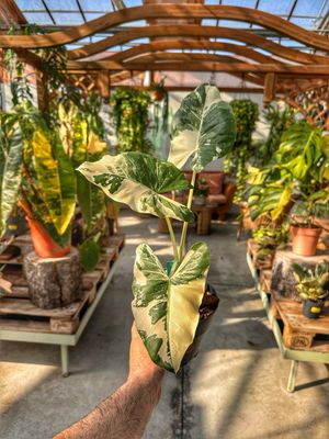 Alocasia macrorrhiza variegata L vaso cm 17