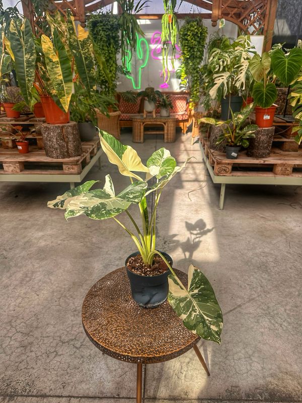 Alocasia macrorrhiza variegata L vaso cm 17