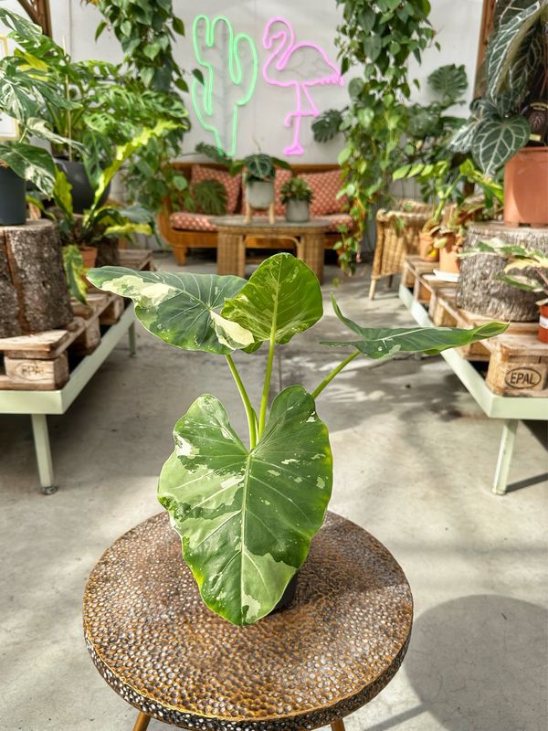 Alocasia macrorrhiza variegata L vaso cm 17