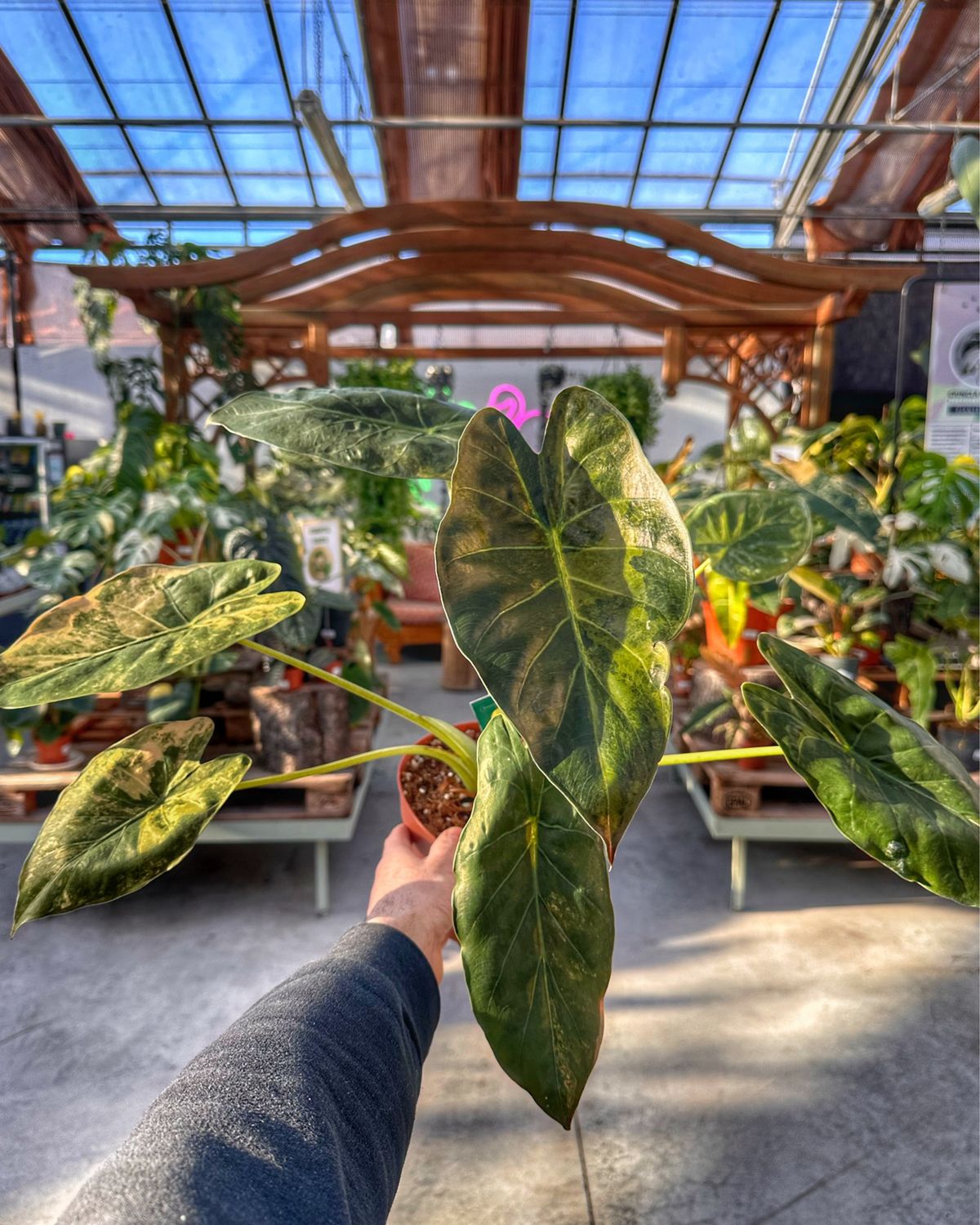 Alocasia wentii variegata vaso cm 17