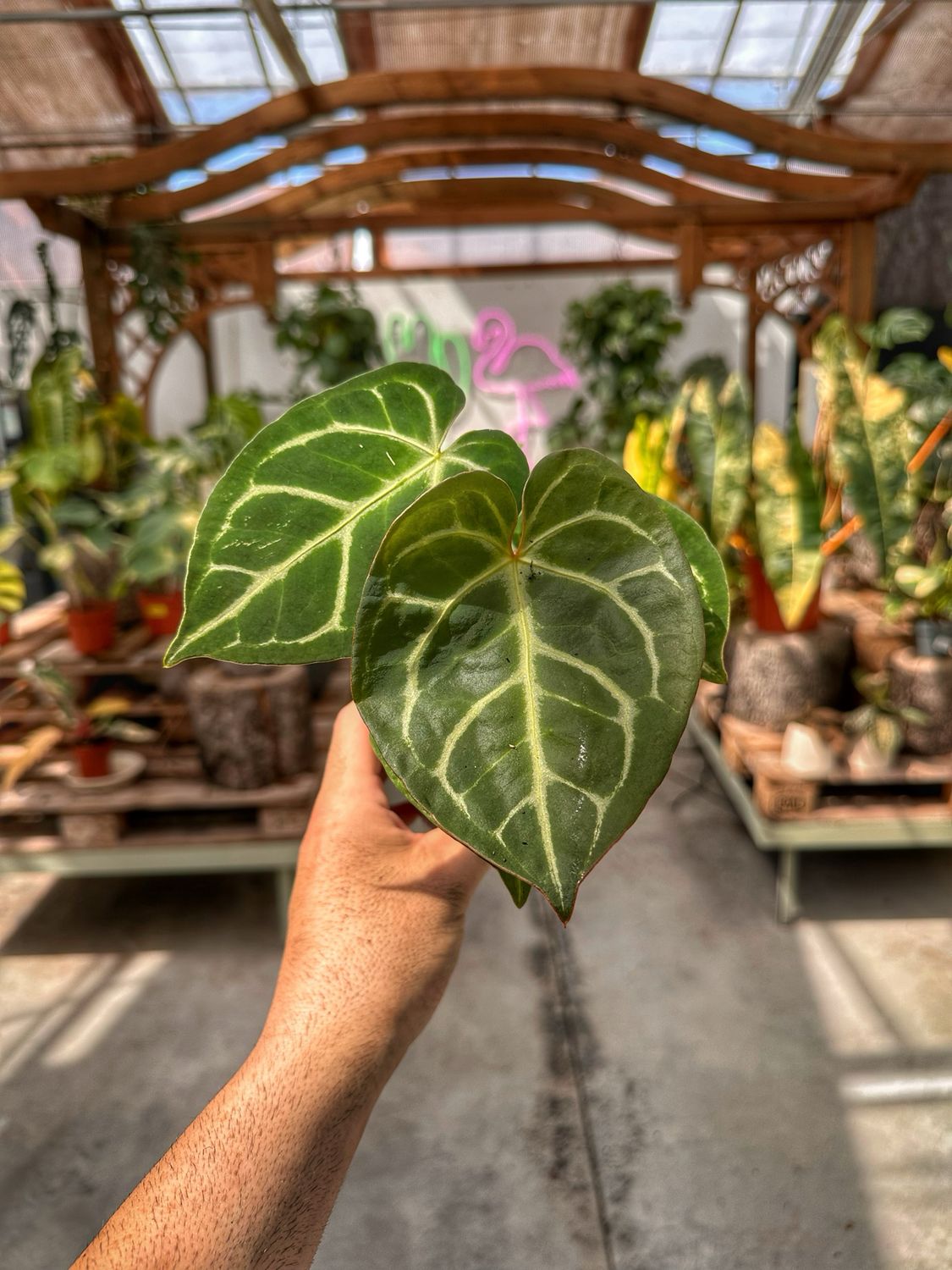 Anthurium dorayaki vaso cm 7