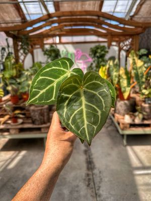 Anthurium dorayaki vaso cm 7