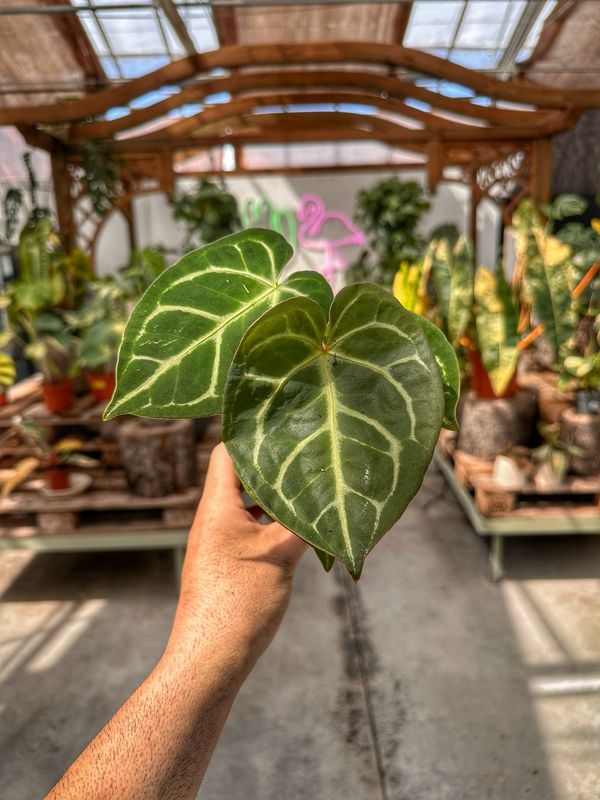 Anthurium dorayaki vaso cm 7