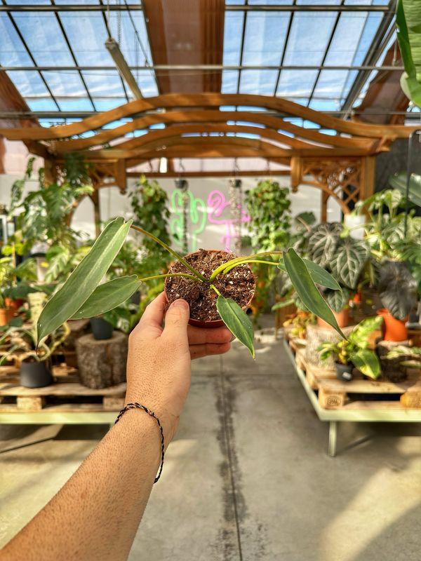 Philodendron spiritus sancti vaso cm 10,5