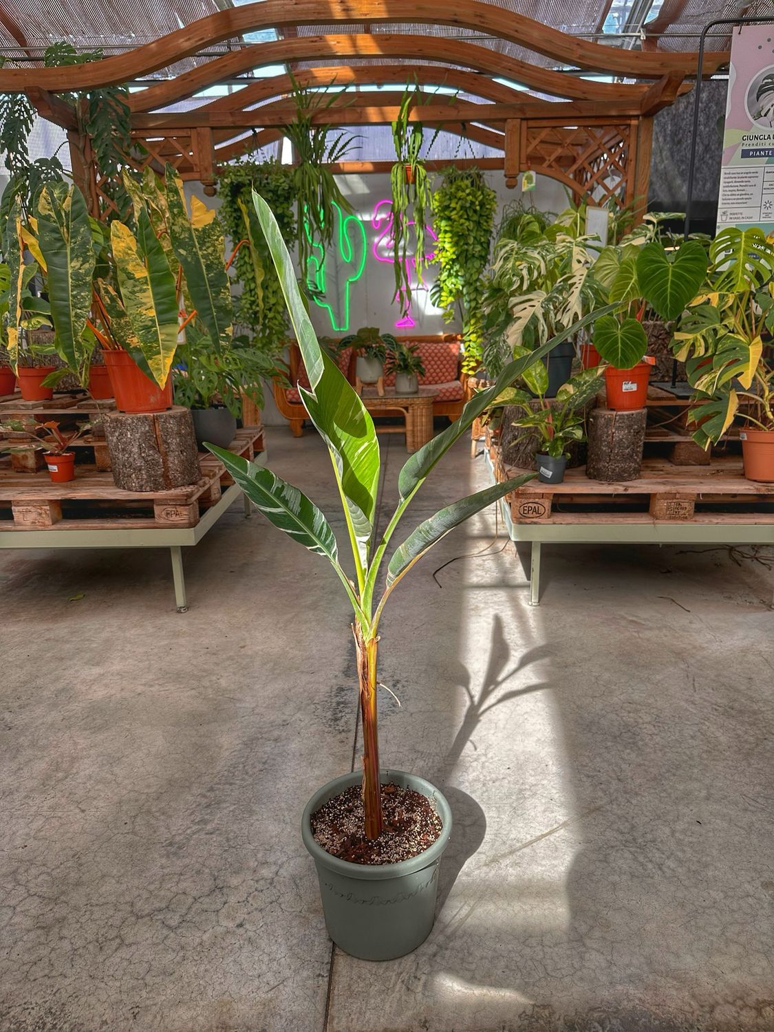 Musa aeae variegata L vaso cm 30
