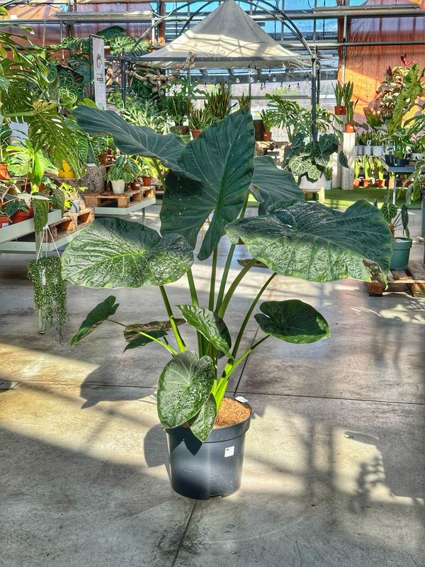 Alocasia regal shield vaso cm 35