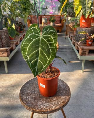 Anthurium crystallinum vaso cm 21