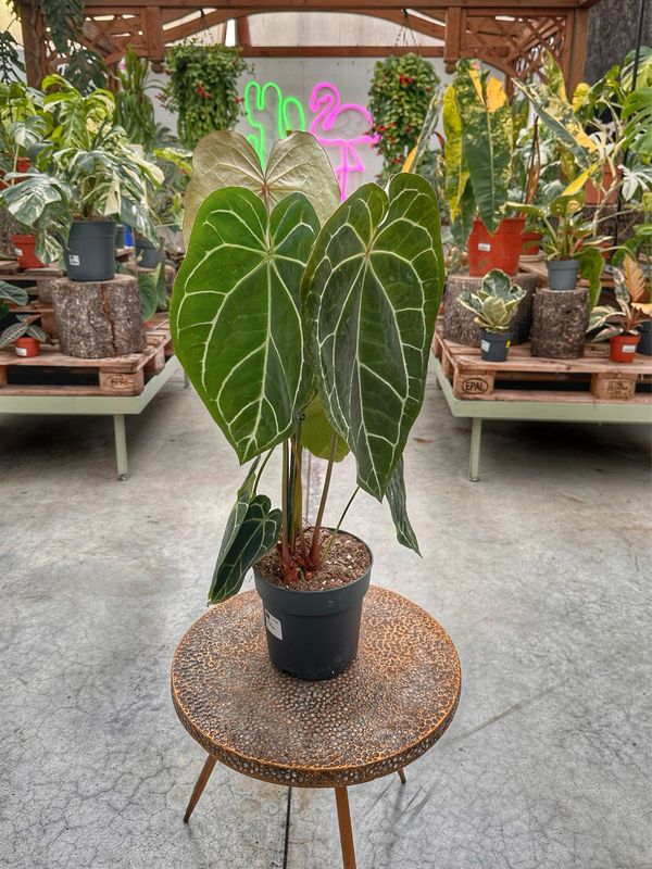 Anthurium crystallinum vaso cm 19