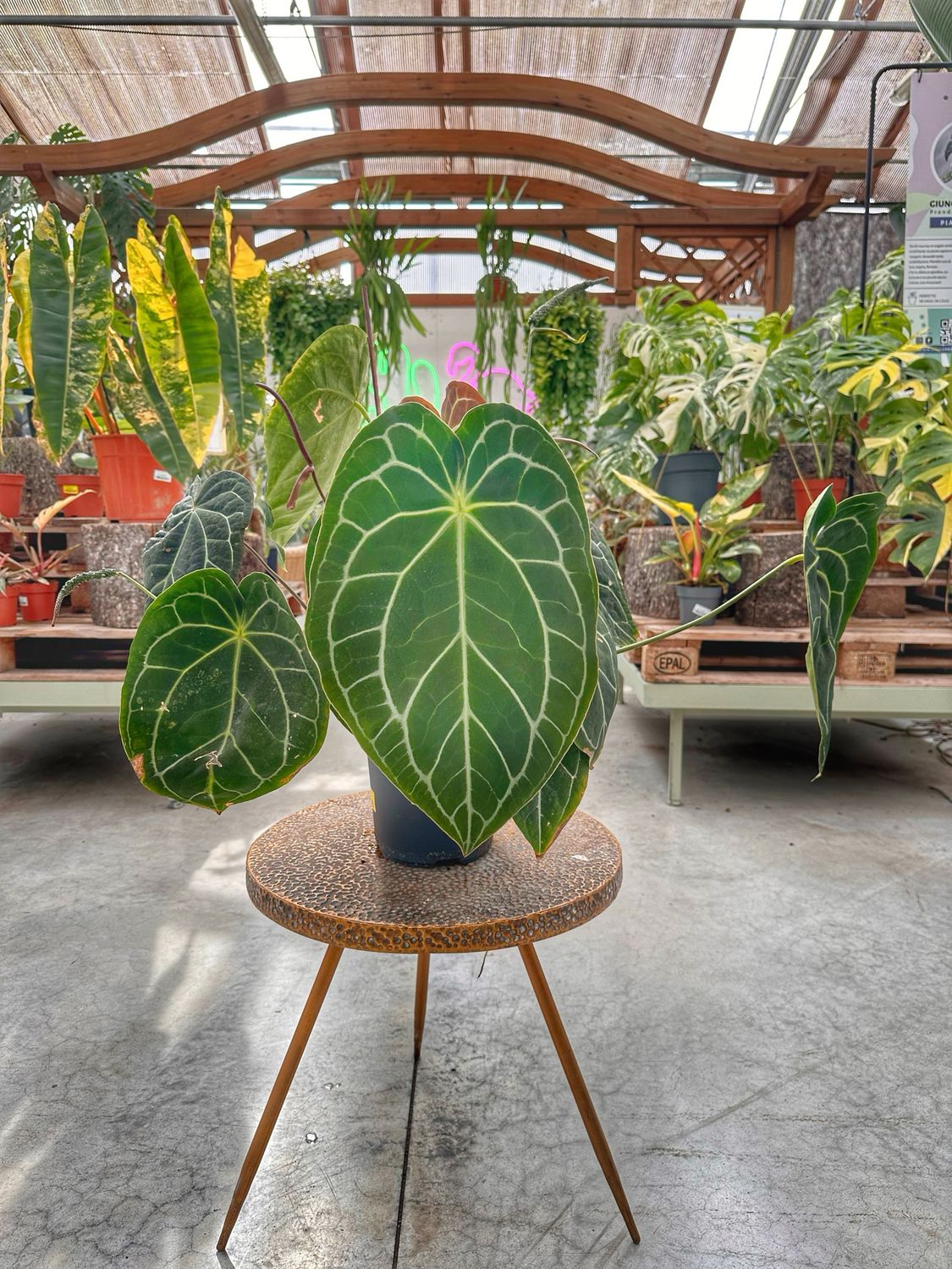 Anthurium crystallinum vaso cm 19