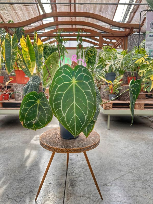 Anthurium crystallinum vaso cm 19