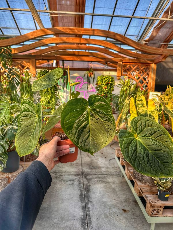 Anthurium silver blush X luxurians vaso cm 12