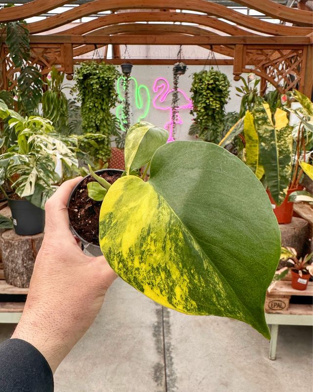 Monstera yellow Marilyn vaso cm 9