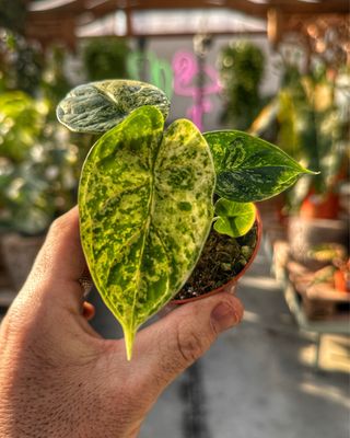 Alocasia Dragon scale Mint vaso cm 8