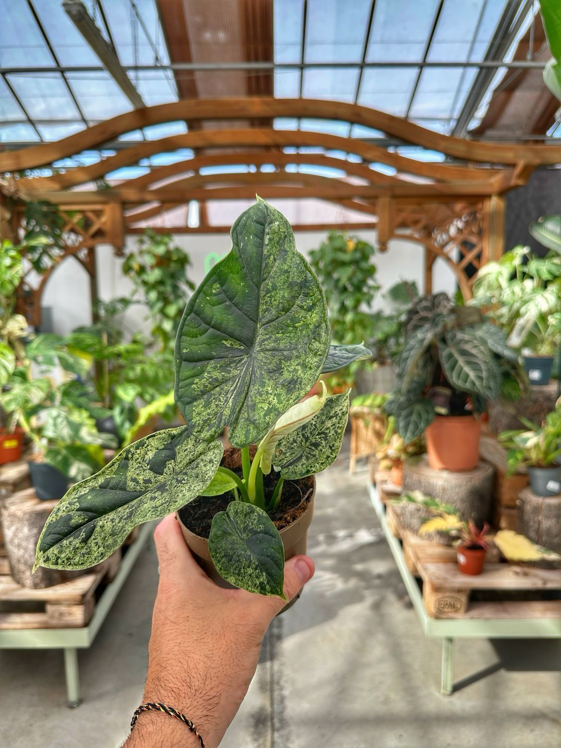 Alocasia Dragon scale Mint M vaso cm 11