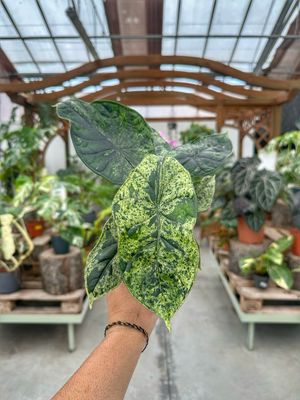 Alocasia Dragon scale Mint M vaso cm 11