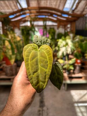 Anthurium ace of spades x papillaminum cm 7