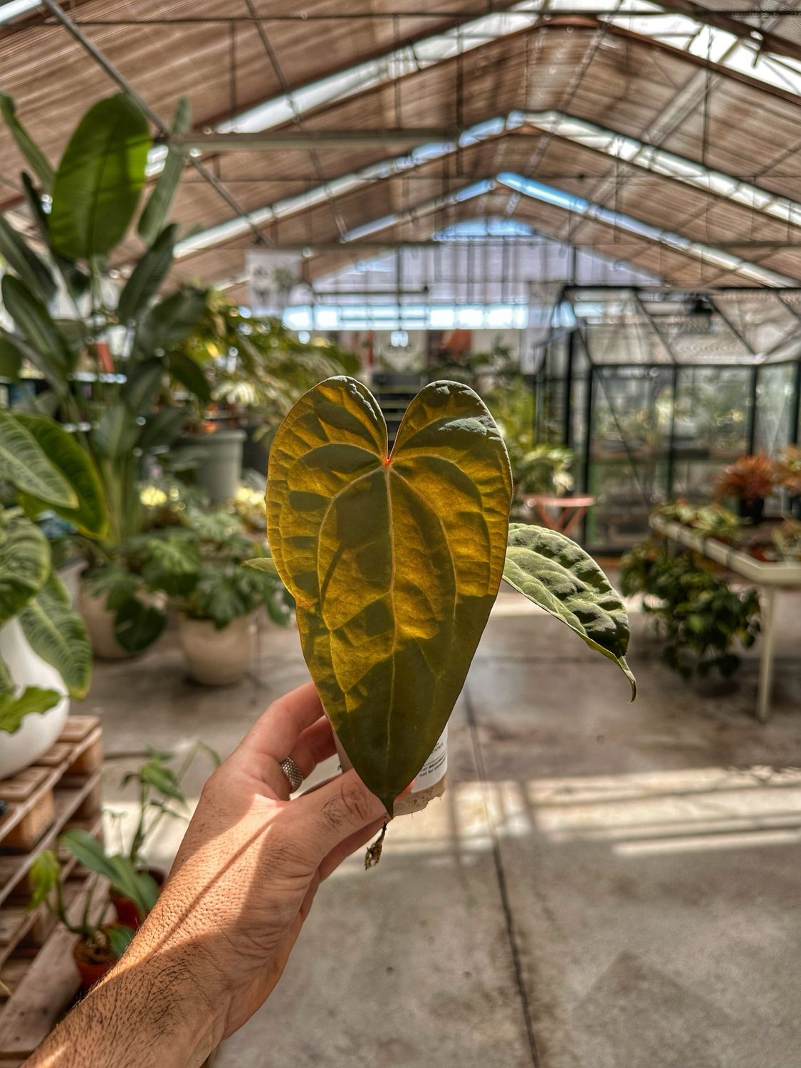 Anthurium ace of spades x papillaminum cm 11