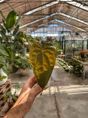 Anthurium ace of spades x papillaminum cm 7