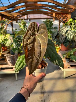 Anthurium ace of spades x papillaminum cm 11