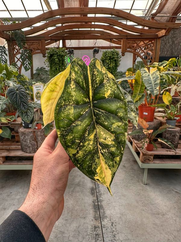 Alocasia Dragon scale variegata L vaso cm 12