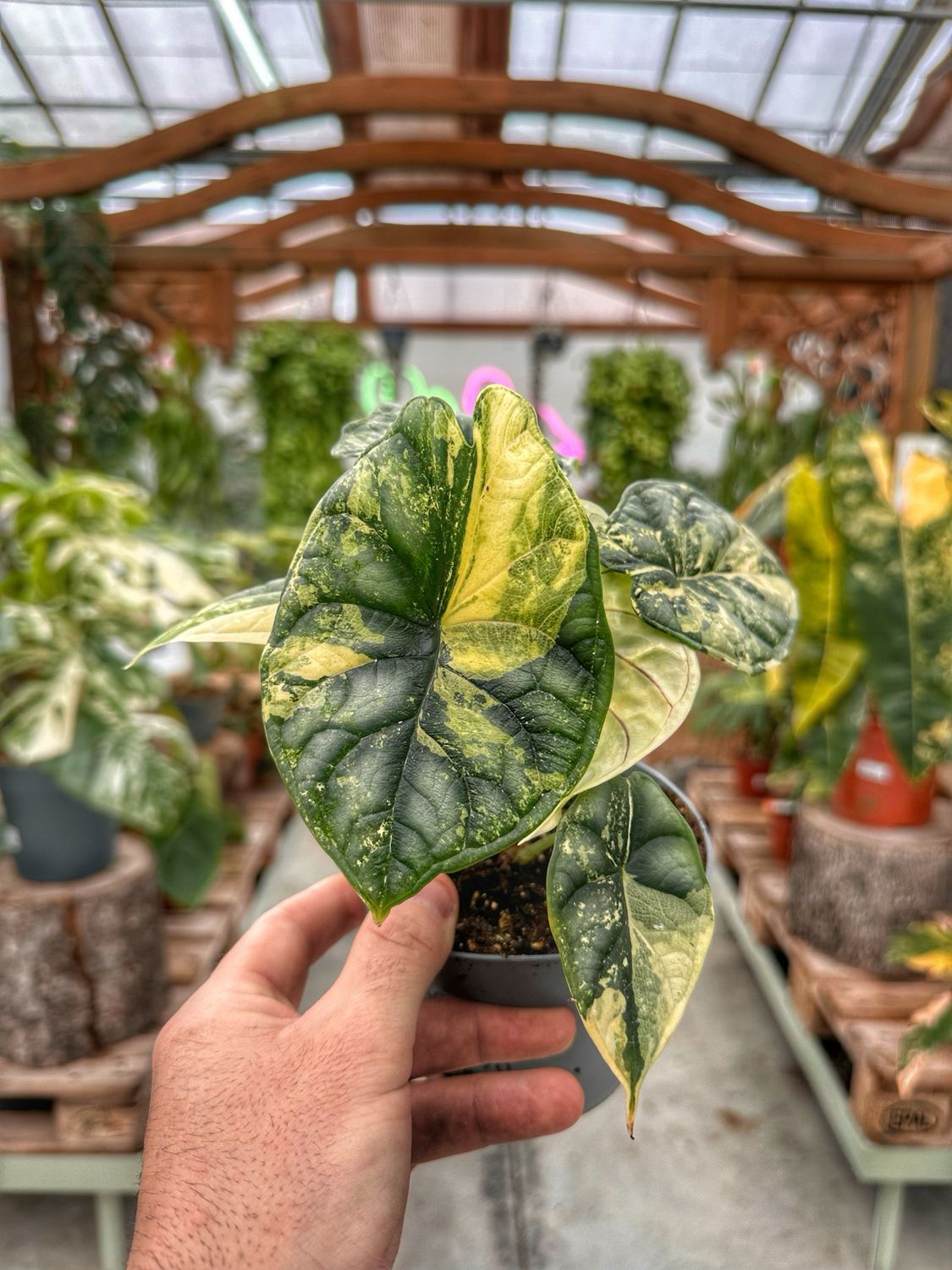 Alocasia Dragon scale variegata L vaso cm 12