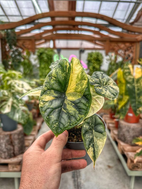 Alocasia Dragon scale variegata L vaso cm 12