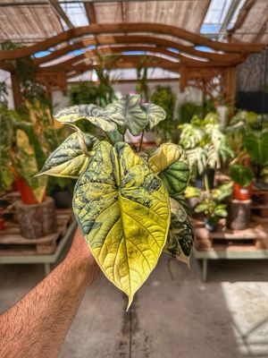 Alocasia Dragon scale variegata L vaso cm 12
