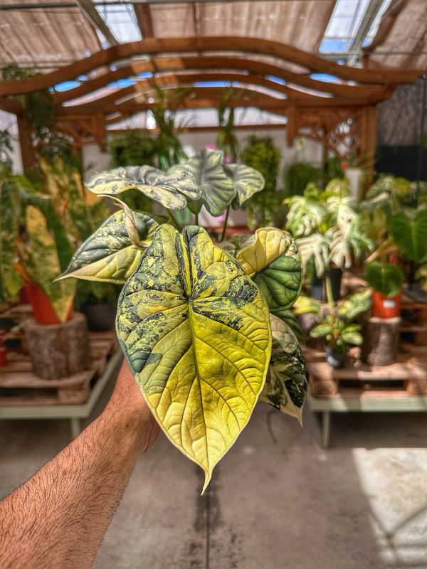 Alocasia Dragon scale variegata L vaso cm 12