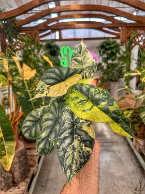 Alocasia Dragon scale variegata L vaso cm 12