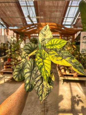 Alocasia Dragon scale variegata L vaso cm 12