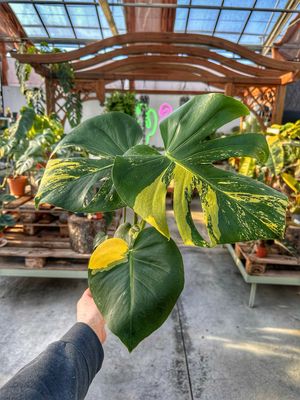 Monstera super aurea new cultivar vaso cm 12