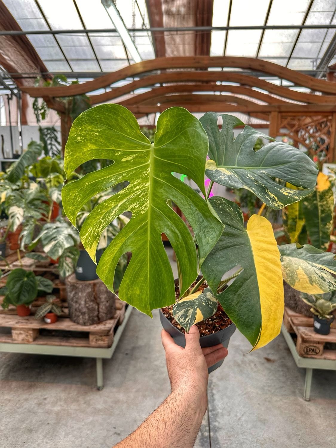 Monstera super aurea new cultivar vaso cm 12