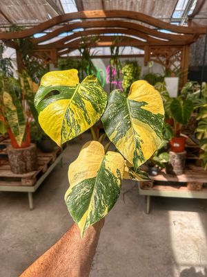 Monstera super aurea new cultivar vaso cm 12
