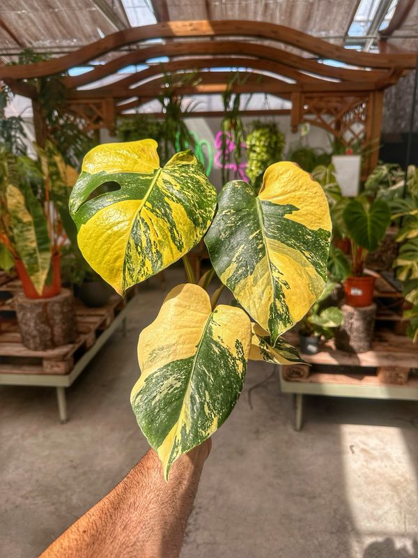 Monstera super aurea new cultivar vaso cm 12