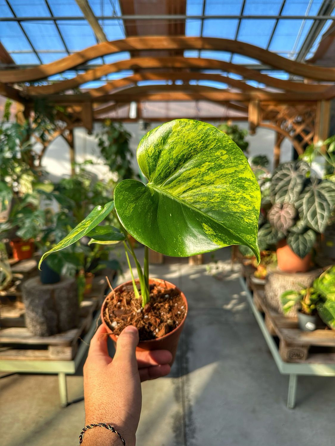 Monstera super aurea new cultivar vaso cm 12