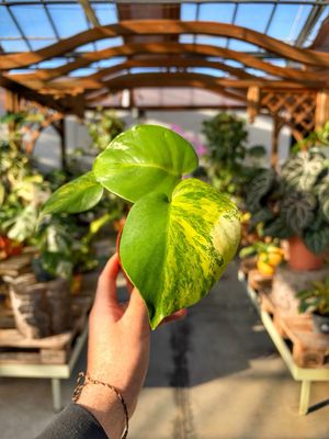 Monstera super aurea new cultivar vaso cm 12