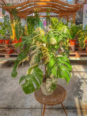Monstera albo extra white vaso cm 24 altezza 90 cm