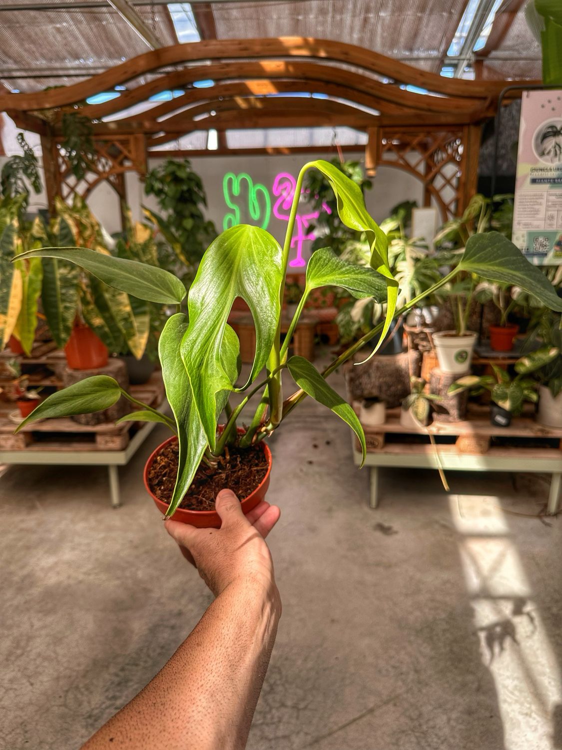 Monstera burle Marx flame vaso cm 15