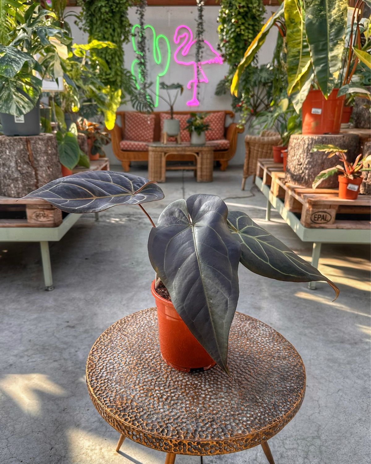 Anthurium docblock Dark handsome x red velvet cake vaso cm 13