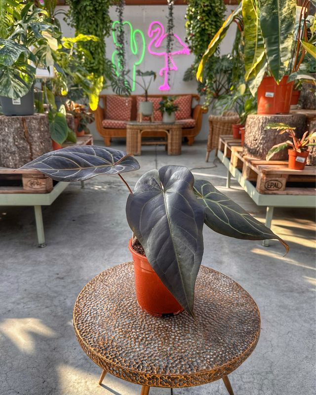 Anthurium docblock Dark handsome x red velvet cake vaso cm 13